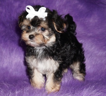 Black and White Morkie Puppy