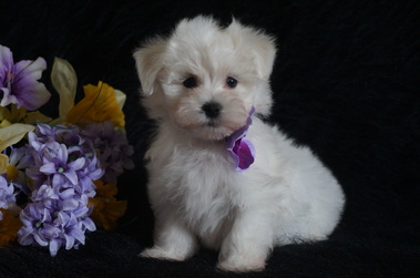 Maltese Puppies for Sale