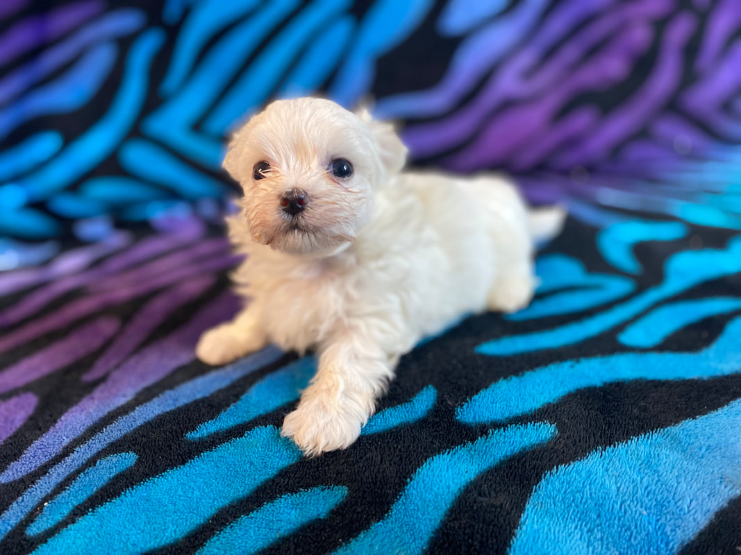 Yorkie Maltipoo Toy Poodle Morkie