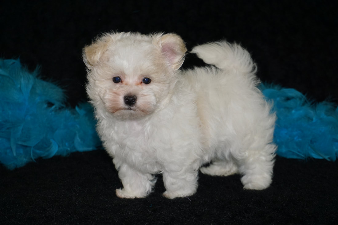 adult teacup maltese