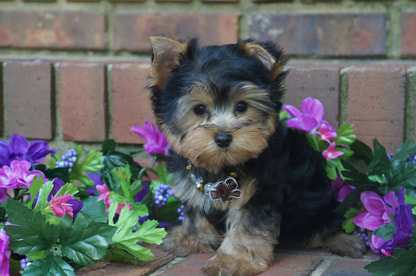 Yorkshire Terrier Puppy for Sale