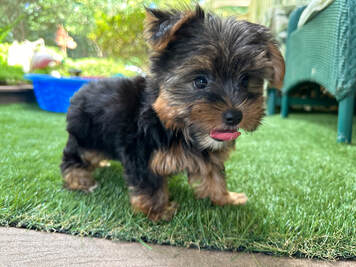 Yorkie Puppy Sunny Gainesvile