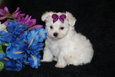 Maltese Puppy