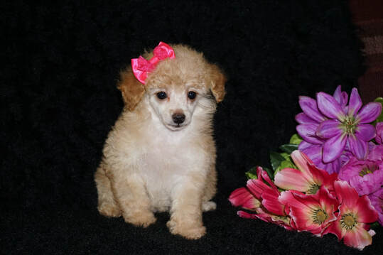 Toy Poodle for Sale in Georgia