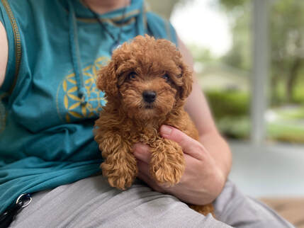 Toy online poodles georgia