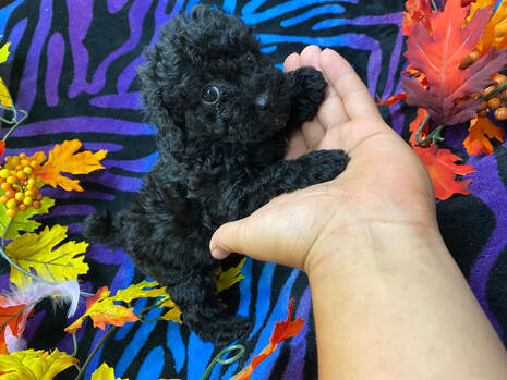 Toy Poodle Puppies For Sale Near Jacksonville and Gainesville