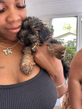 Yorkie Puppy