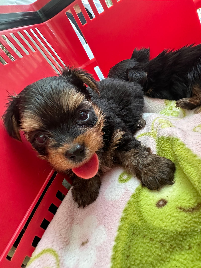 Yorkie Puppies For Sale Near Jacksonville and Gainesville Florida